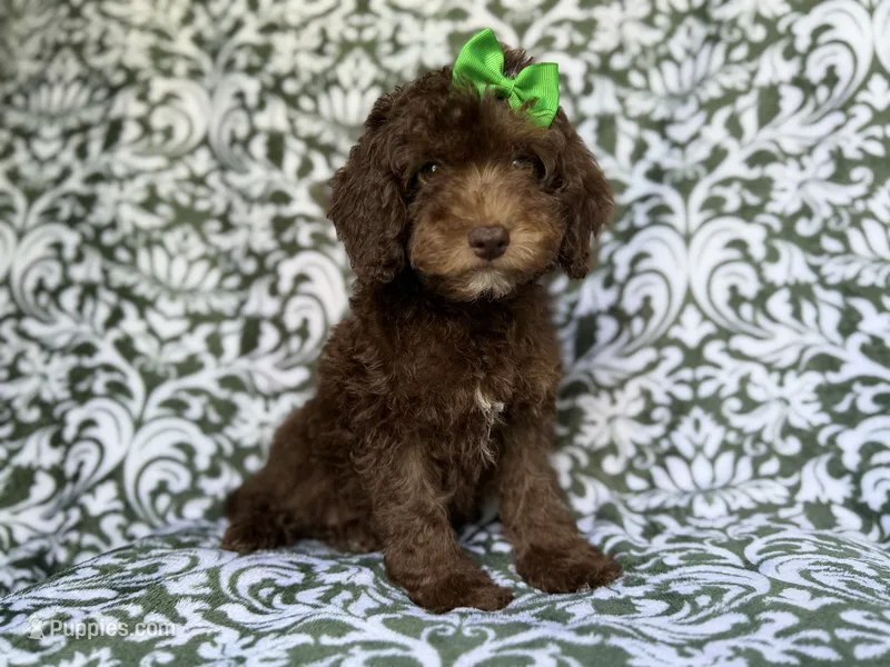 Claire – Cavapoo puppy for sale in Lakeland, FL