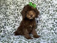 Claire, a female Cavapoo for sale in Lakeland, FL – 1 of 9