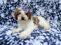 Charlotte , a female Poodle - Miniature  for sale in Lakeland, FL – 1 of 8