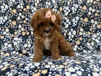 Biscuitly, a female Cavapoo for sale in Lakeland, FL – 6 of 9