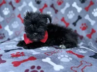 Zeus, a male Miniature Schnauzer for sale in Lakeland, FL – 6 of 8