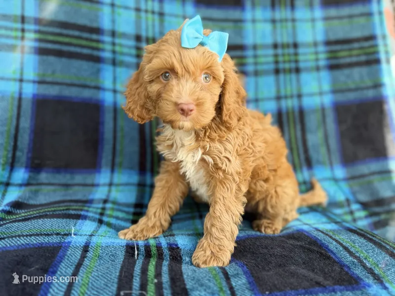 Trixie – Cockapoo puppy for sale in Lakeland, FL