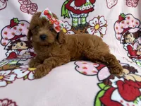 Bella , a female Cavapoo for sale in Lakeland, FL – 4 of 7
