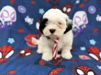 Sullivan, a male Shih Tzu and Shichon for sale in Lakeland, FL – 2 of 9