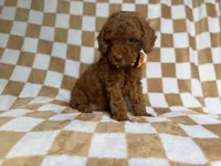 Mathew, a male Cockapoo and Poodle - Miniature  for sale in Lakeland, FL – 4 of 8