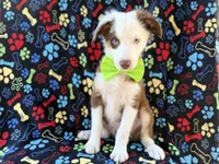 Buck, a male Miniature Australian Shepherd for sale in Lakeland, FL – 3 of 9