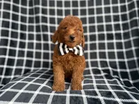 Levi, a male Goldendoodle and Poodle - Miniature  for sale in Lakeland, FL – 3 of 8