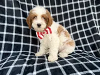 Boss, a male Cavapoo for sale in Lakeland, FL – 5 of 9