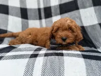 Benny, a male Cavapoo for sale in Lakeland, FL – 6 of 9