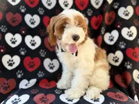 Talon, a male Cockapoo for sale in Lakeland, FL – 2 of 9