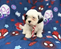 Sullivan, a male Shih Tzu and Shichon for sale in Lakeland, FL – 2 of 8