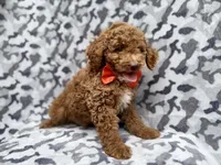 Rover, a male Cockapoo for sale in Lakeland, FL – 8 of 8