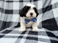 Simon, a male Shih Tzu and Shichon for sale in Lakeland, FL – 8 of 9