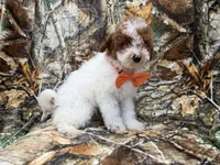 Chip, a male Poodle - Miniature  for sale in Lakeland, FL – 6 of 7