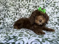 Claire, a female Cavapoo for sale in Lakeland, FL – 3 of 9
