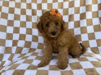 Ohana, a female Miniature Aussiedoodle for sale in Lakeland, FL – 8 of 8