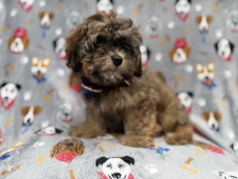Drake – Shihpoo puppy for sale in Lakeland, FL