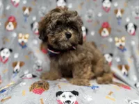 Drake, a male Shihpoo for sale in Lakeland, FL – 1 of 8