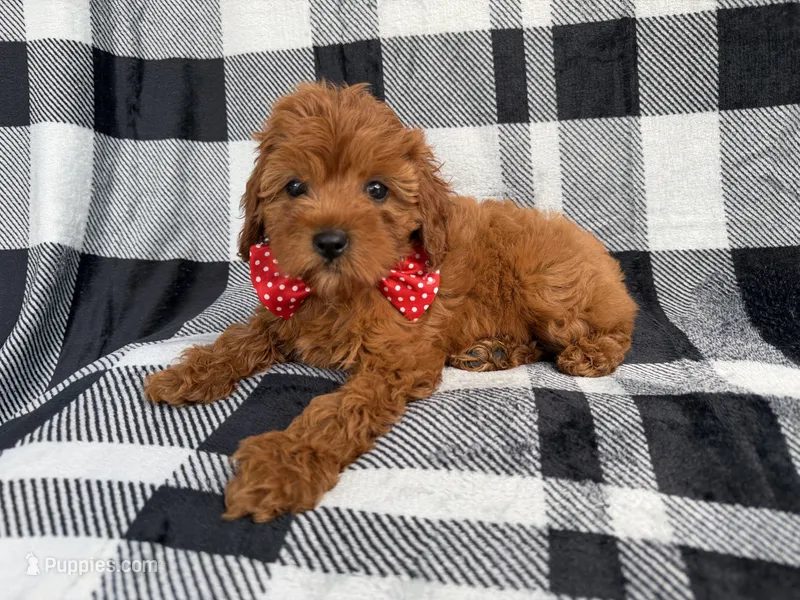 Bruno – Cavapoo puppy for sale in Lakeland, FL