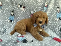 Benson, a male Cavapoo for sale in Lakeland, FL – 8 of 8