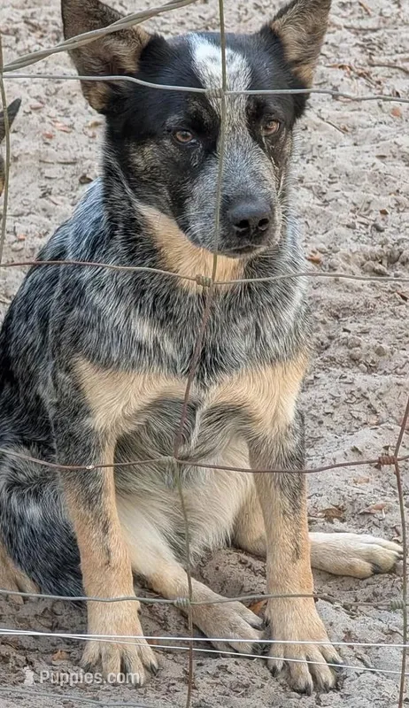 Boots – Australian Cattle Dog puppy for sale in Lakeland, FL