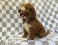 Cosmo, a male Miniature Goldendoodle for sale in Lakeland, FL – 2 of 8