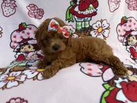 Bella, a female Cavapoo for sale in Lakeland, FL – 3 of 8