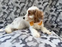 Trent, a male Cockapoo for sale in Lakeland, FL – 5 of 9