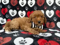 Abe, a male Cavapoo for sale in Lakeland, FL – 5 of 8