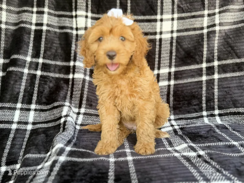 Tinsley – Cockapoo puppy for sale in Lakeland, FL