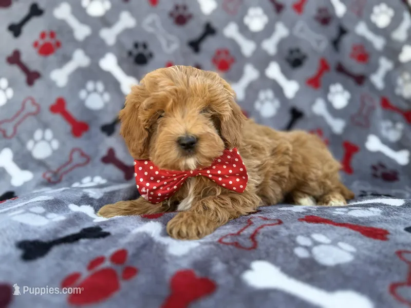 Alex – Cavapoo, Poodle - Miniature  puppy for sale in Lakeland, FL