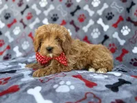 Alex, a male Cavapoo and Poodle - Miniature  for sale in Lakeland, FL – Photo 6 of 9
