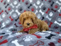 Alex, a male Cavapoo and Poodle - Miniature  for sale in Lakeland, FL – Photo 9 of 9