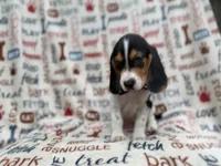 Waylon, a male Beagle for sale in Lakeland, FL – 7 of 9