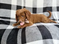 Royal, a male Cavapoo for sale in Lakeland, FL – 7 of 7