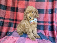 Samuel, a male Poodle - Miniature  for sale in Lakeland, FL – 8 of 9