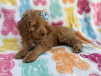 Truffles, a female Cockapoo for sale in Lakeland, FL – 5 of 8