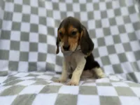 Winston, a male Beagle for sale in Lakeland, FL – 9 of 9