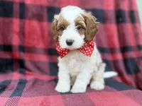 Duke, a male Cavapoo and Poodle - Miniature  for sale in Lakeland, FL – 5 of 8