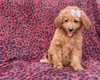 Darcy, a female Miniature Goldendoodle for sale in Lakeland, FL – 3 of 8