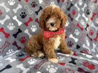 Leo, a male Cavapoo for sale in Lakeland, FL – 3 of 9