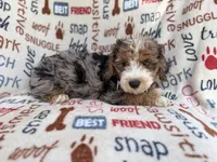Otto, a male Miniature Aussiedoodle for sale in Lakeland, FL – 5 of 10
