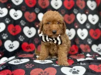 Abe, a male Cavapoo for sale in Lakeland, FL – 8 of 8