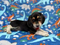 Tigger, a male Beagle for sale in Lakeland, FL – 7 of 7