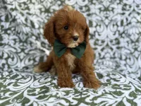 Lasso, a male Cavapoo for sale in Lakeland, FL – 6 of 9