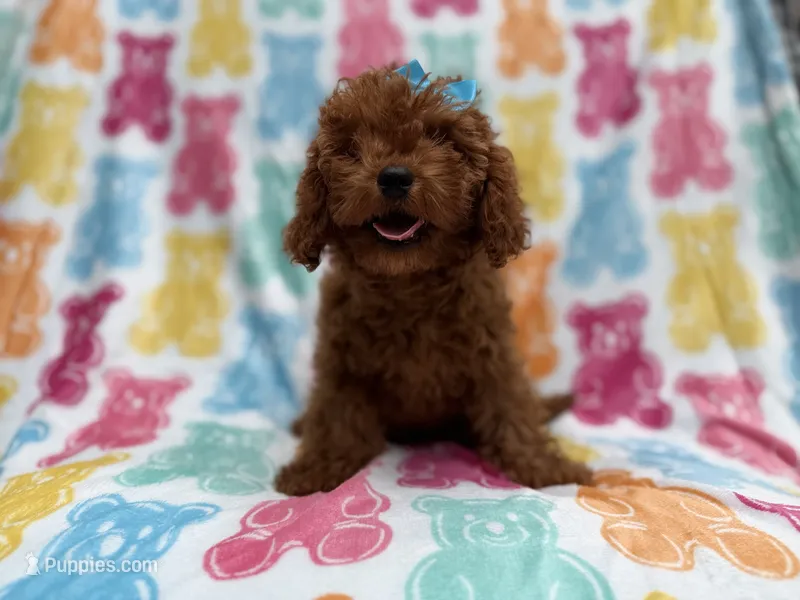 Dora – Cavapoo puppy for sale in Lakeland, FL