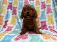 Dora, a female Cavapoo for sale in Lakeland, FL – 1 of 8