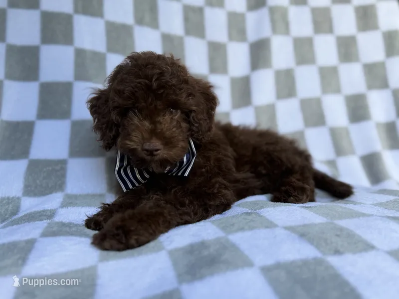 Captain – Cavapoo puppy for sale in Lakeland, FL