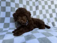 Captain, a male Cavapoo for sale in Lakeland, FL – 1 of 9