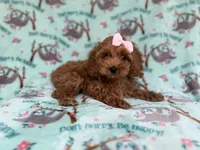 Remi, a female Cockapoo and Poodle - Miniature  for sale in Lakeland, FL – 4 of 8